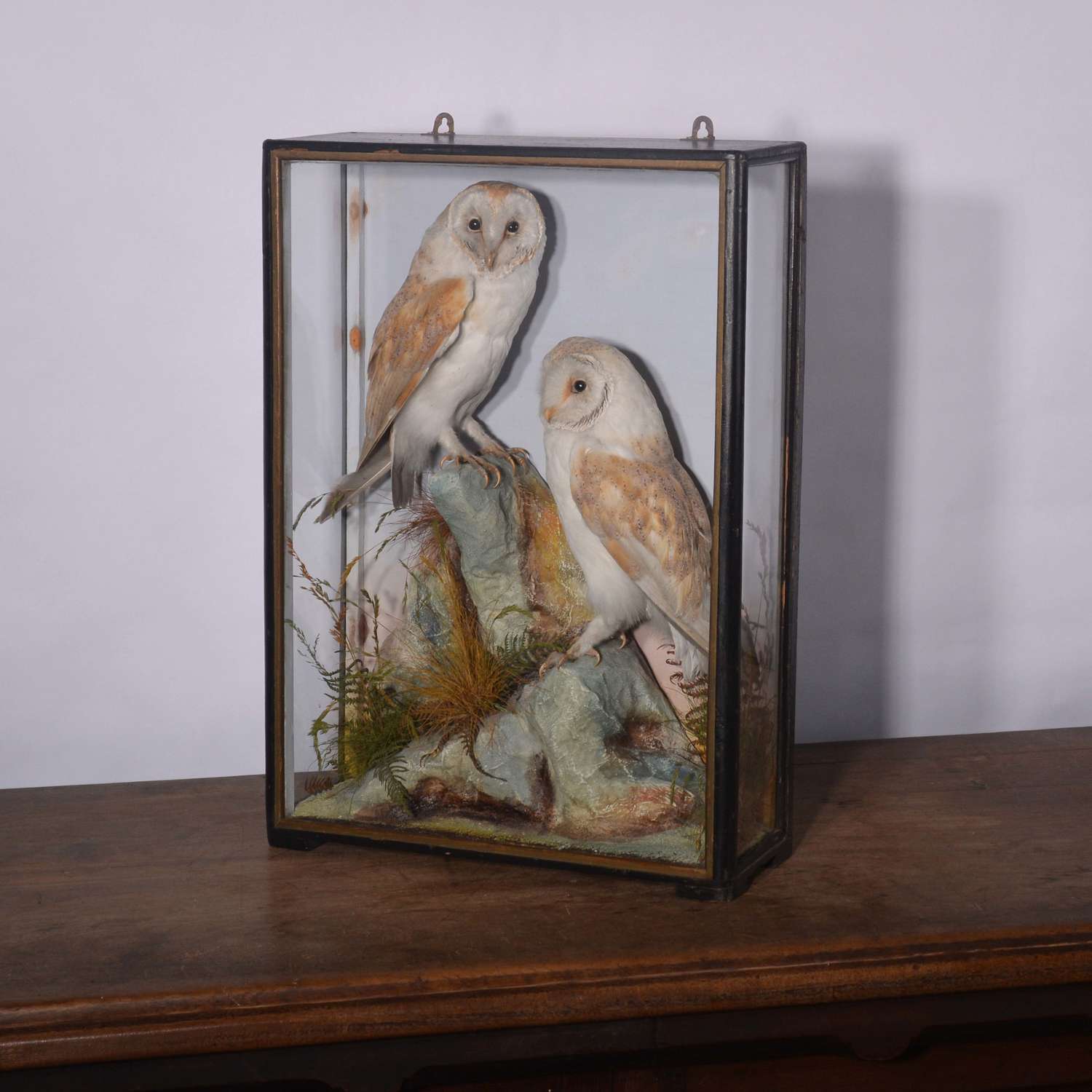 A cased pair of barn owls, Taxidermy